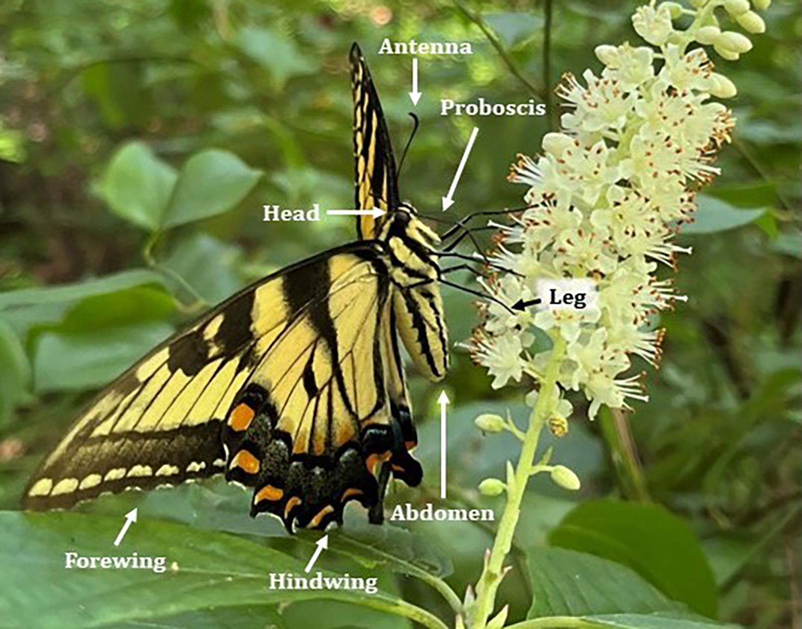 A photo of a butterfly with the anatomy - head, antenna, abdomen, etc. - labeled.