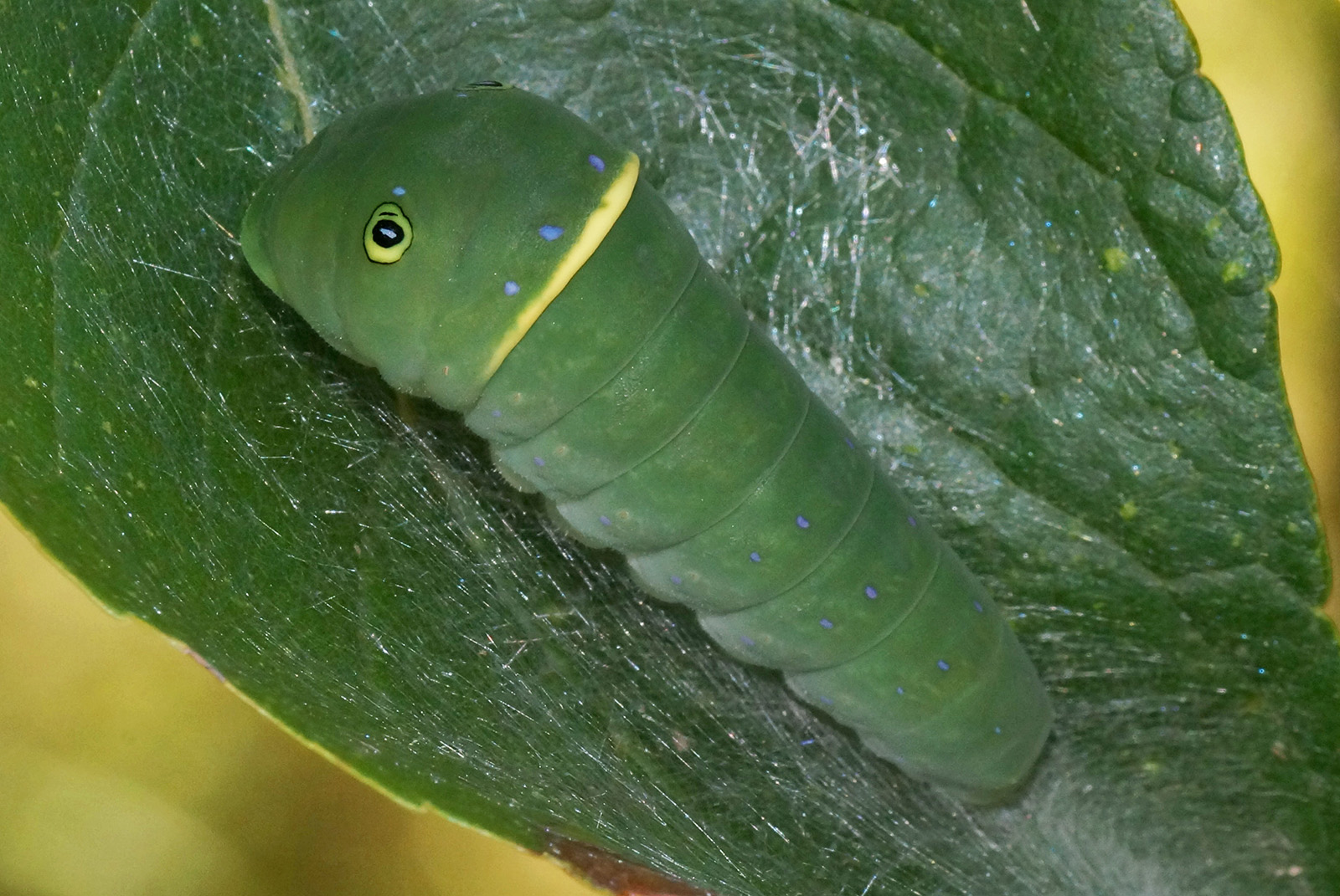 An image of an green caterpillar with a yellow ring and an eye like spot on its head