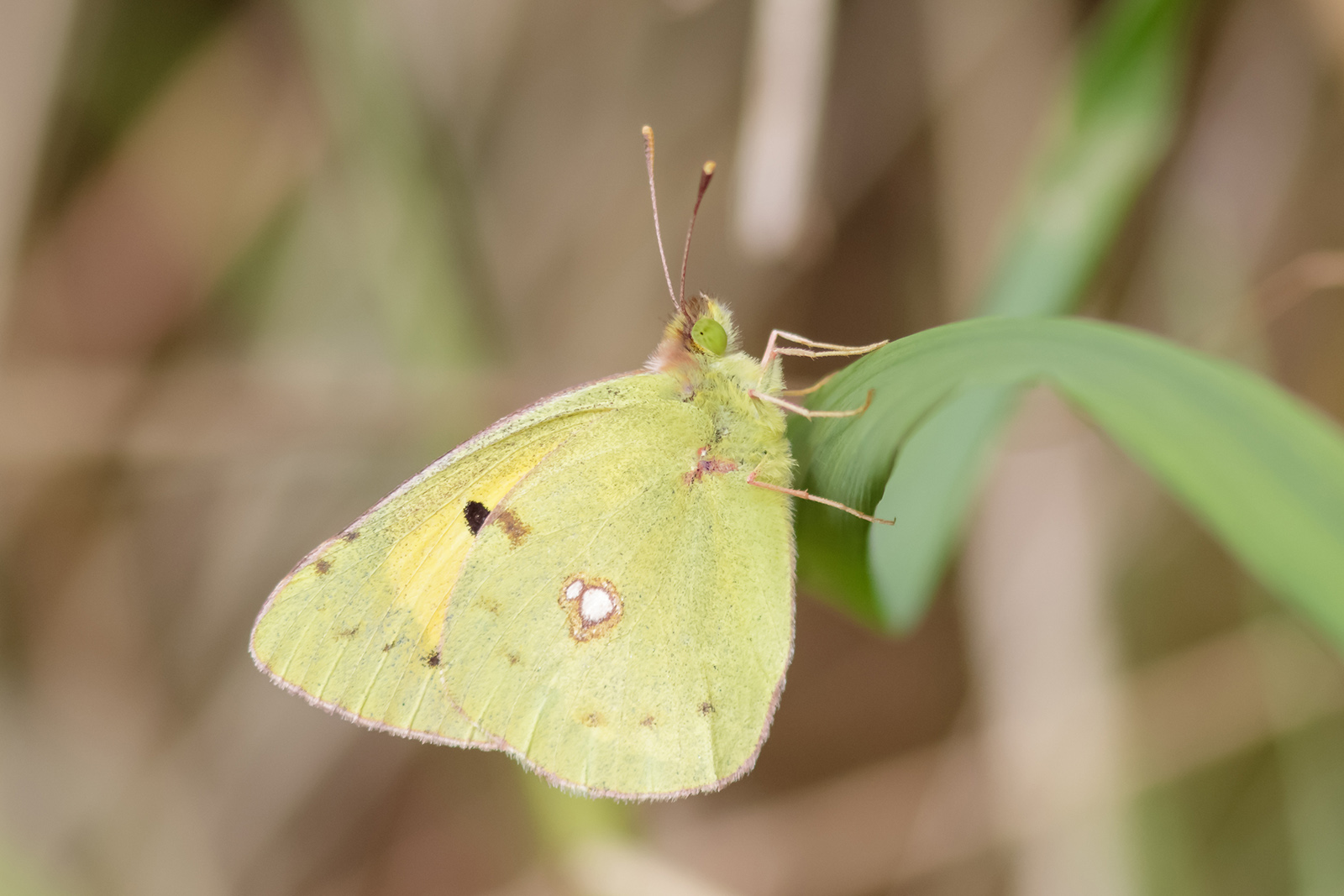 A photo of a soft yellow butterfly perched on a leaf.