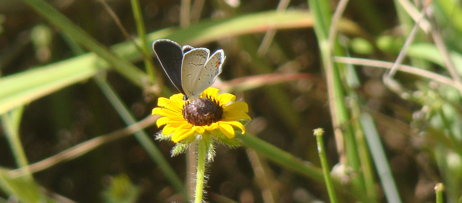An image of an eastern tailed blue butterfly on a small yellow flower