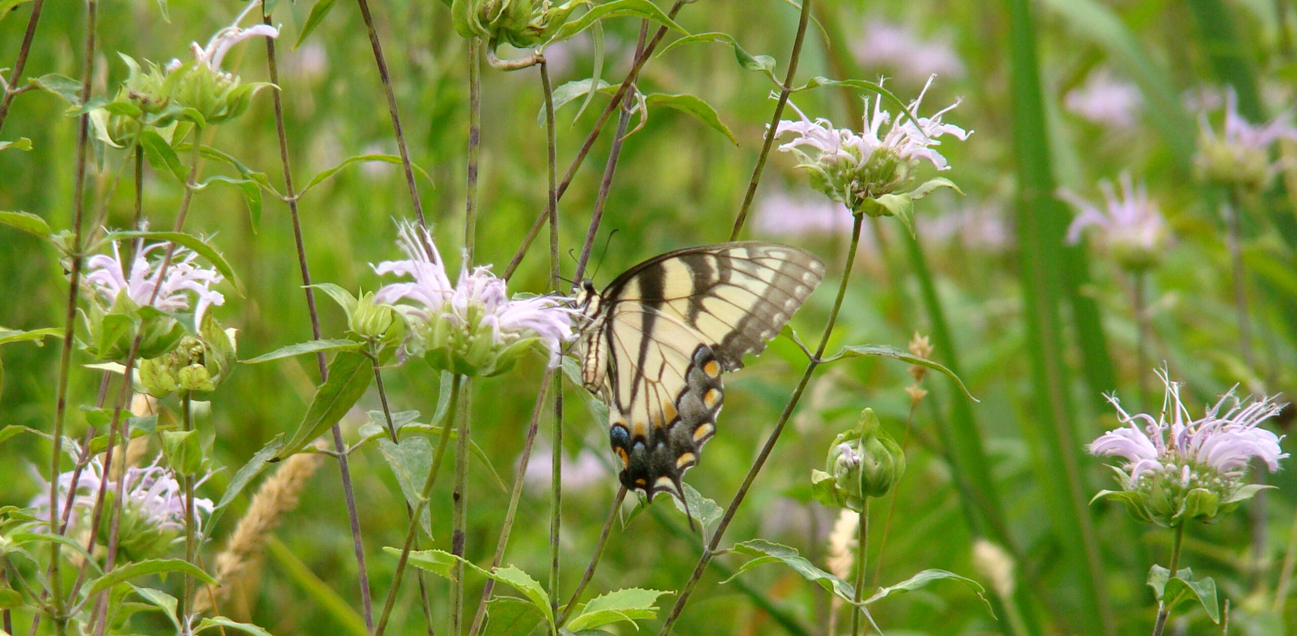 an image of an eastern tiger swallowtail in a flower meadow