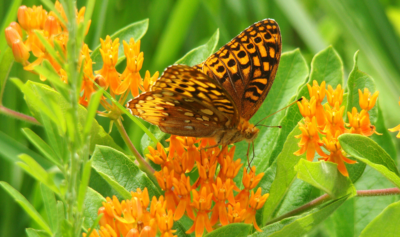 An image of an great spangled fritillary on butterfly weed