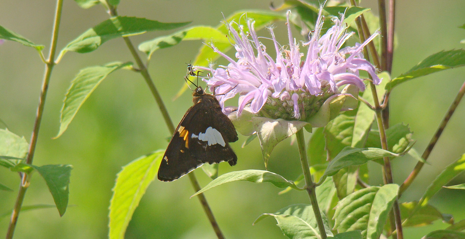 An image of a silver spotted skipper on a thistle