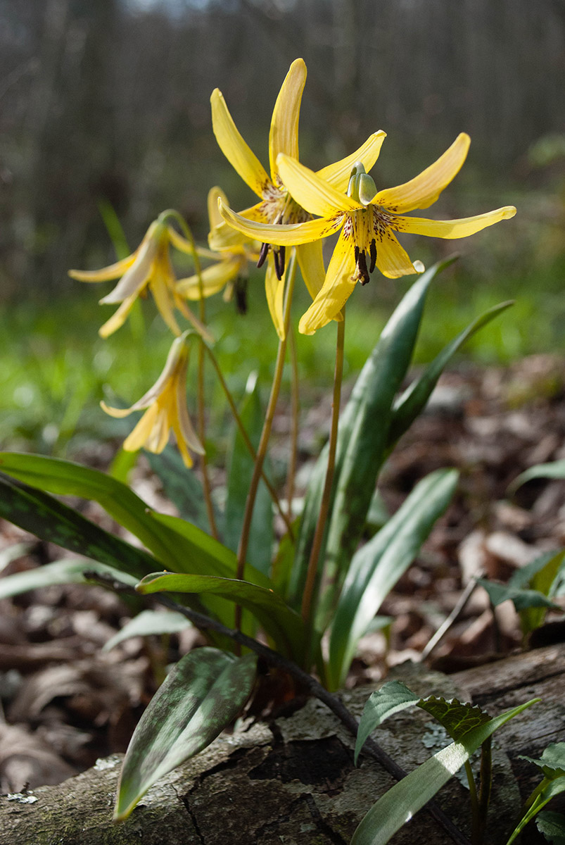 An image of trout lilies