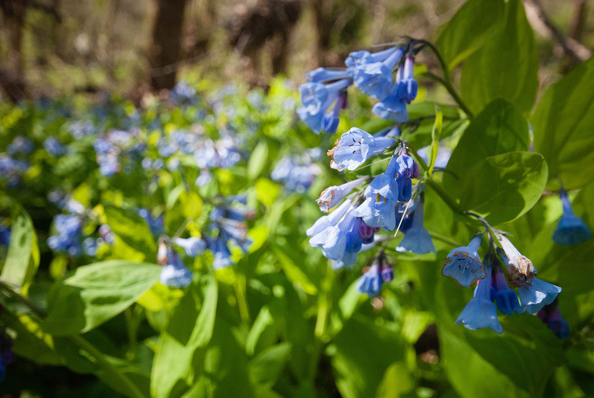 An image of virginia bluebells