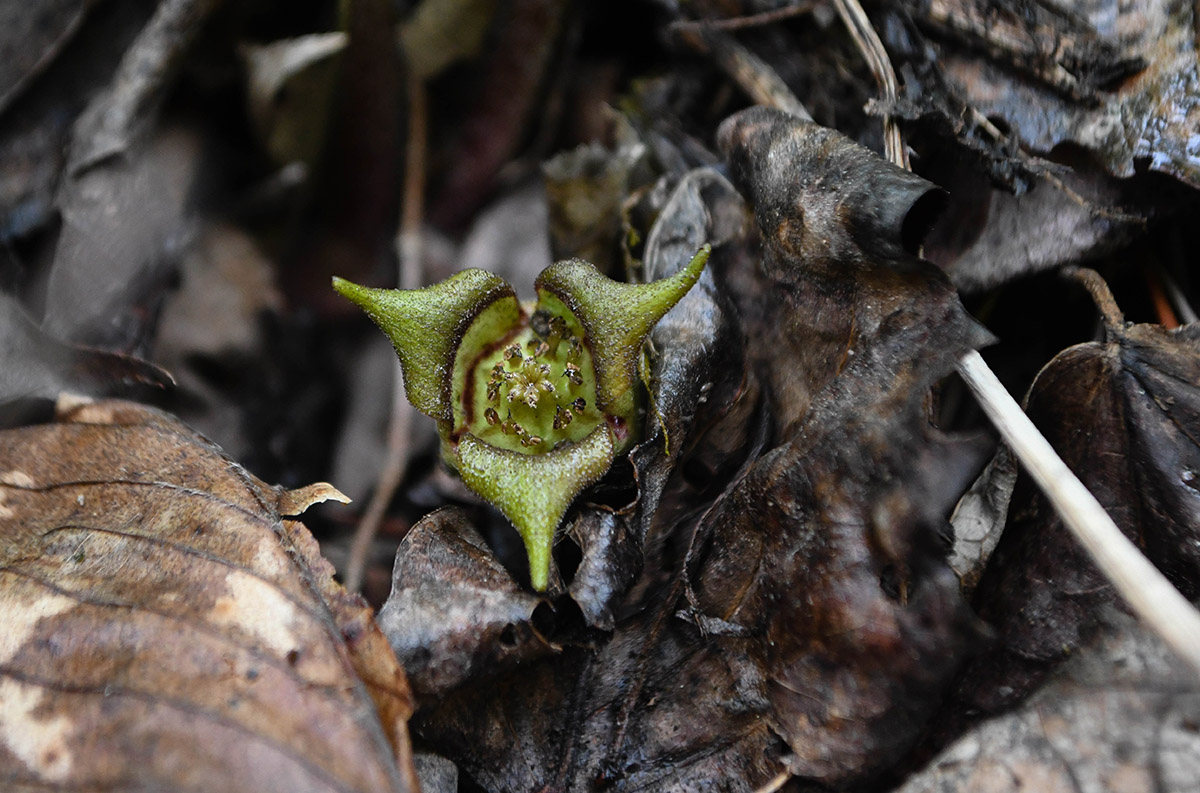 An image of a wild ginger flower