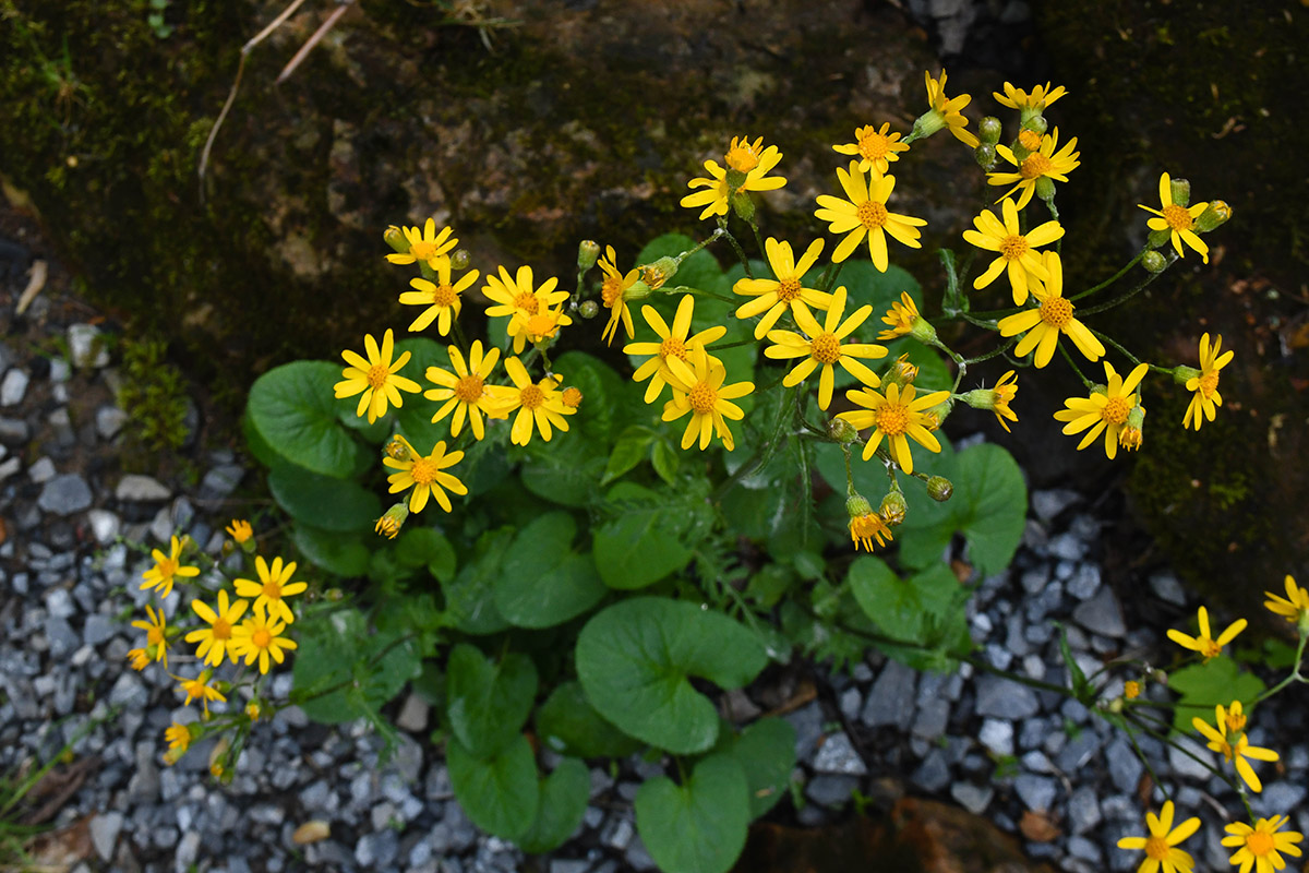 An image of Golden ragwort on the roadside of Clinch mountain