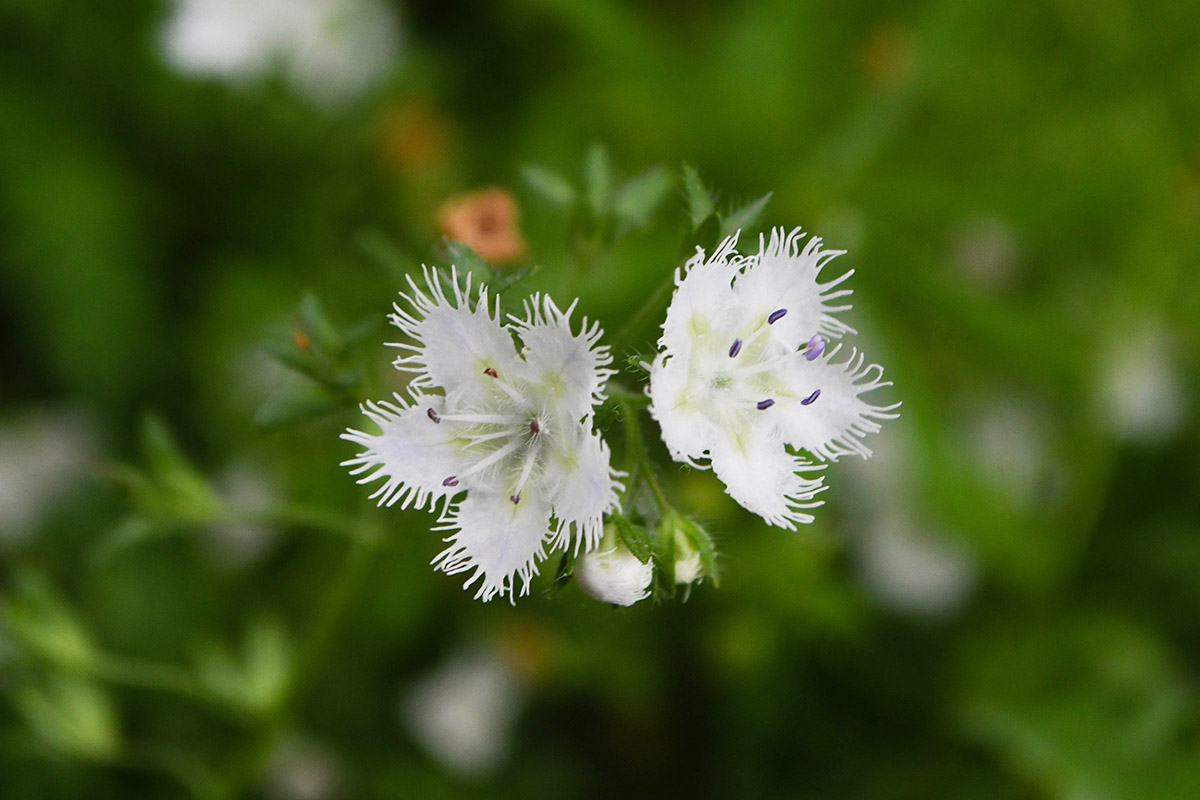 An image of fringed phacelia