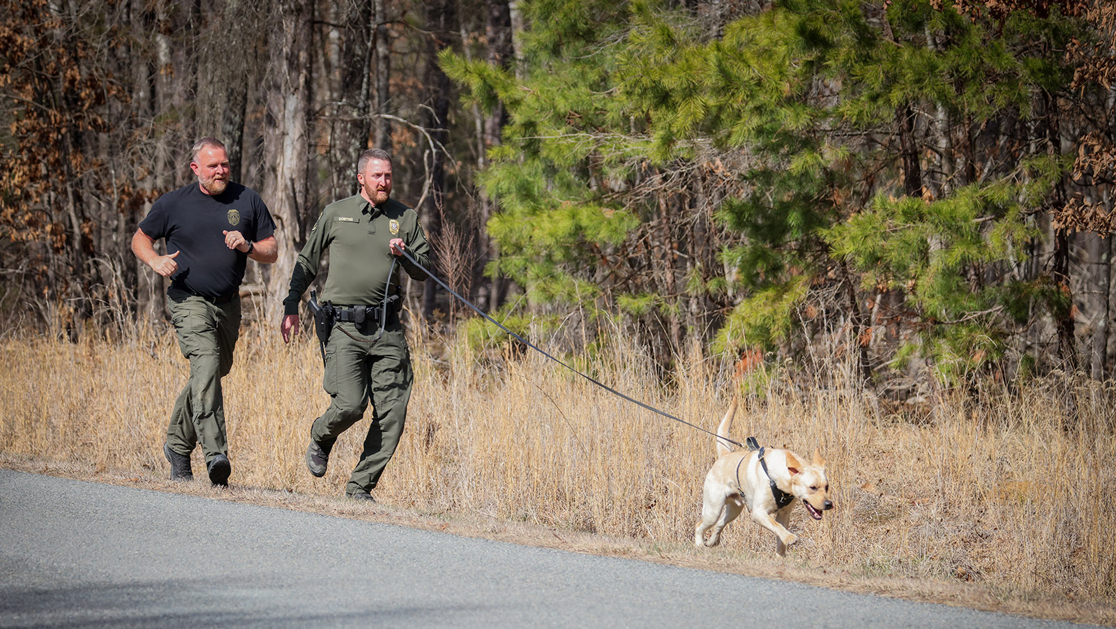 A photo of a Labrador retriever dog running with a long leash attached, held by a law enforcement officer who is running. Another running officer is behind him as they run along the side of a road.