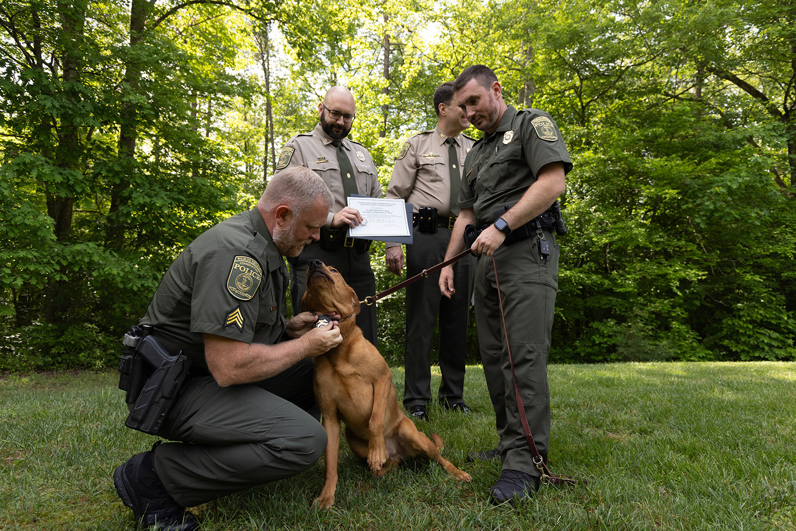 A photo of a uniformed law enforcement officer kneeling and attaching a badge to the collar of a Laborador retriever dog as another uniformed officer holds the leash.