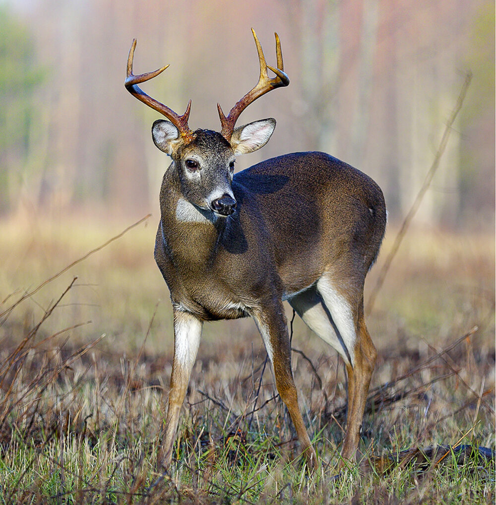 An image of a male deer standing in a meadow