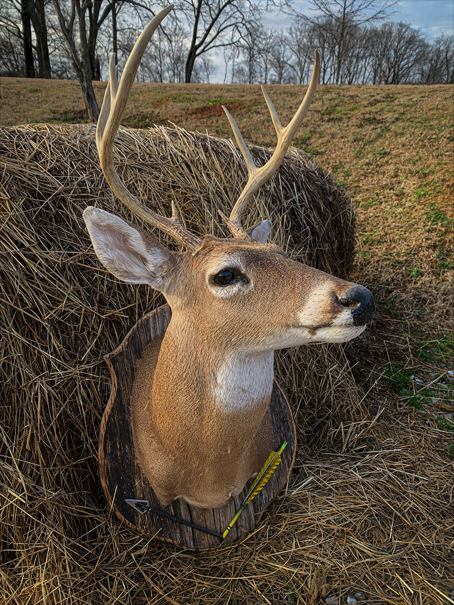 An image of a mounted deer that was killed with a bow and arrow