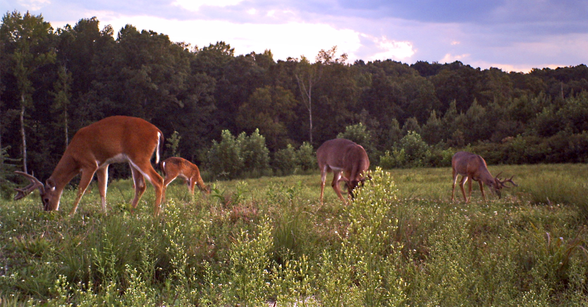 Deer behavior new arrivals