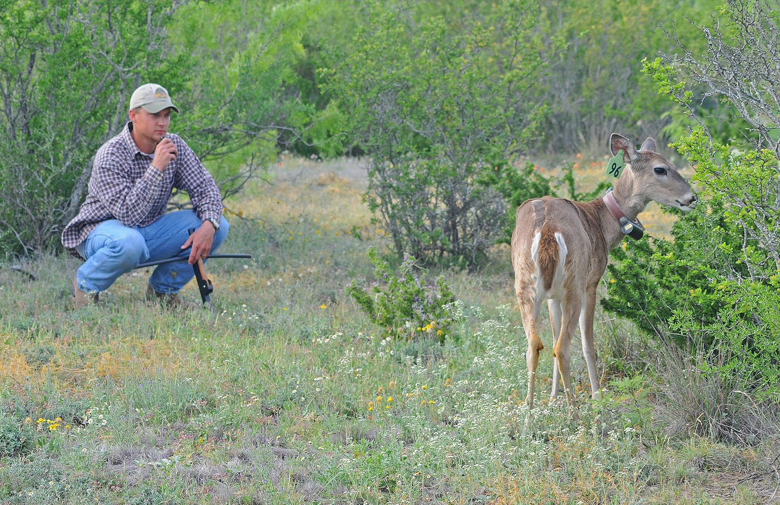 A photo of a man squatting among brush, watching a close-by doe deer that's eating a shrub.