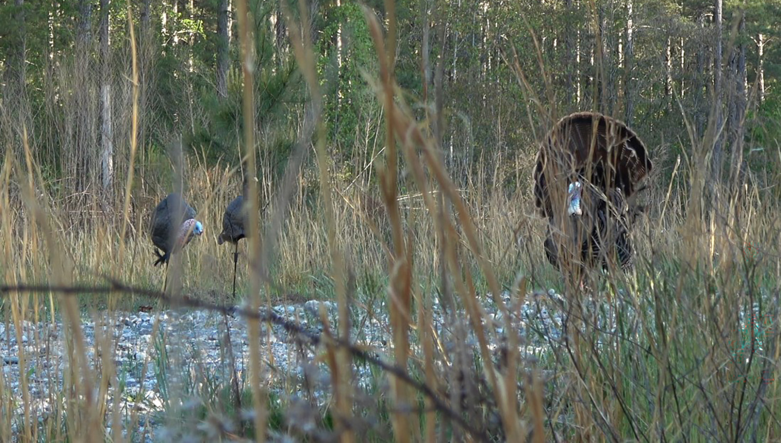 A photo of a male turkey strutting on front of two turkey decoys partially hidden by tall grass.