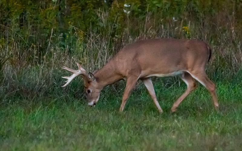Virginia’s Deer with Justin Folks: Breaking Down the Harvest Summary
