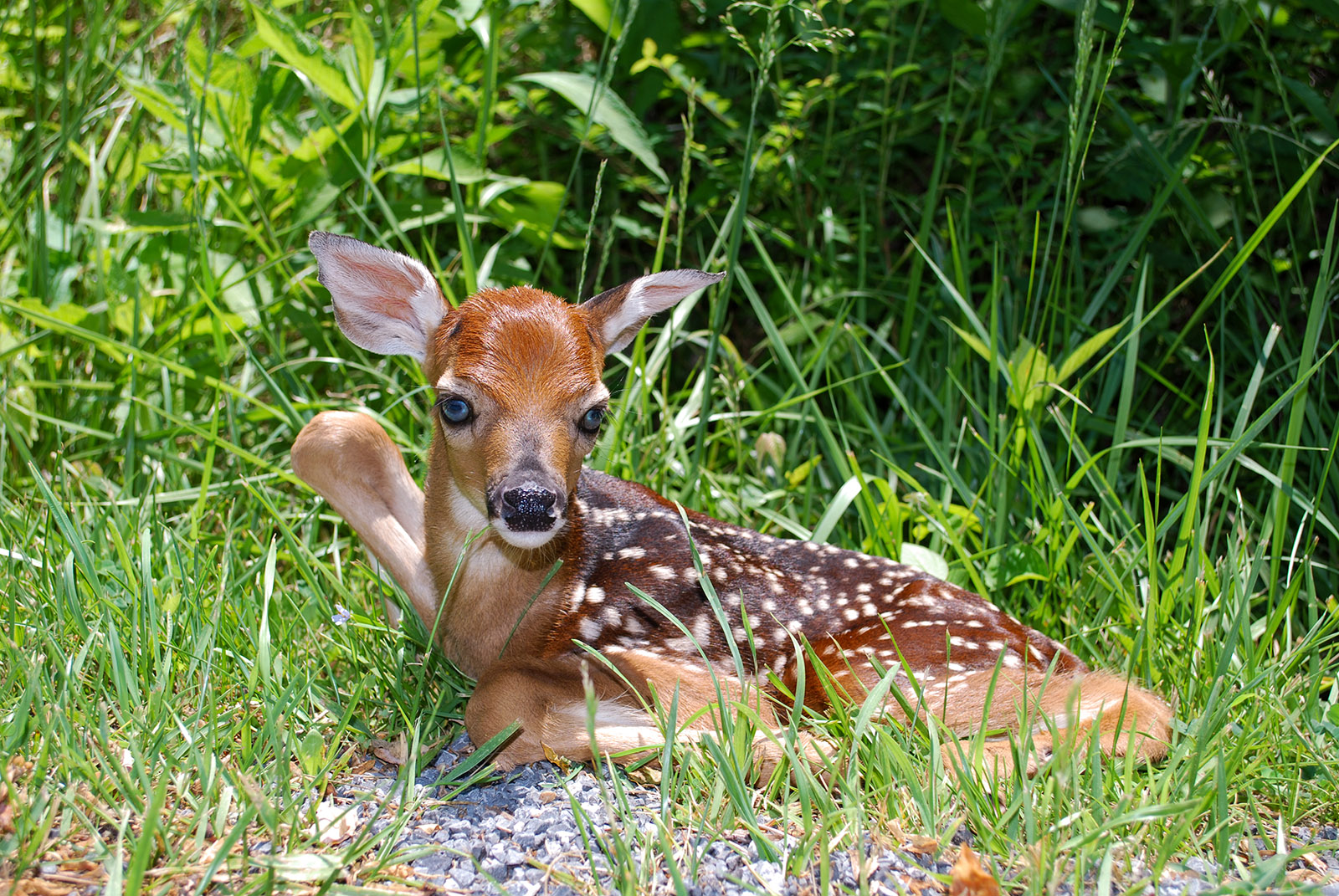 A photo of a very young fawn lying in the grass at the edge of a woods.