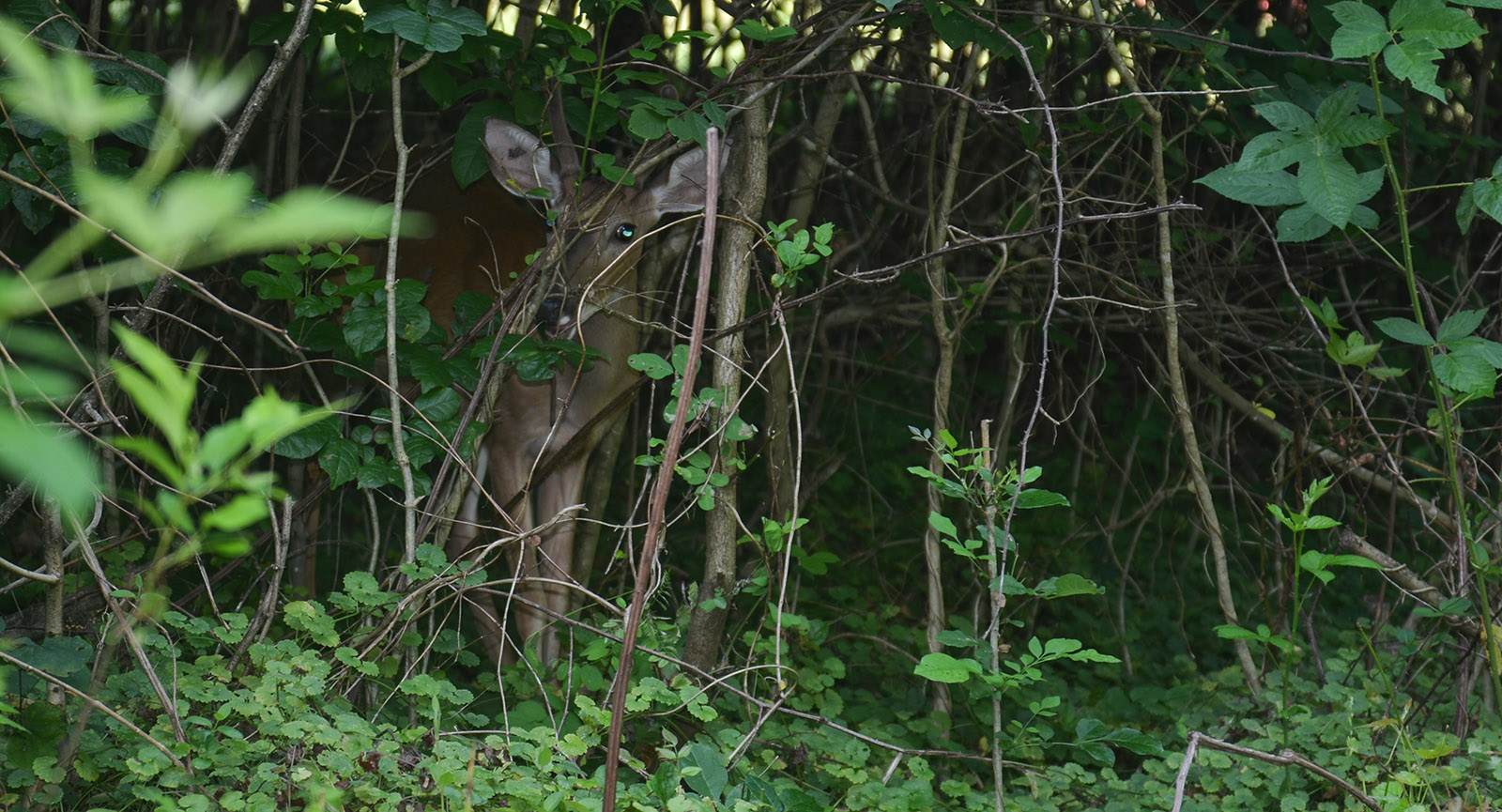 A photo of a young deer, barely visible, peeking out from a stand of young trees.
