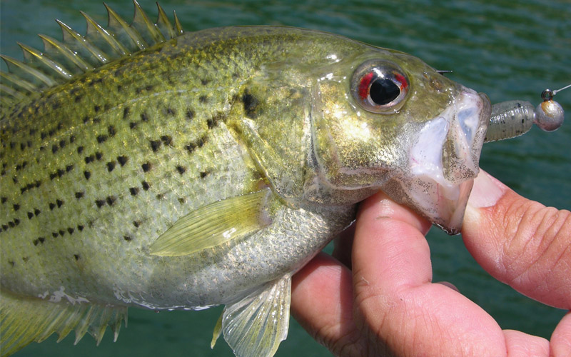 Three Ways to Catch the Neglected Rock Bass