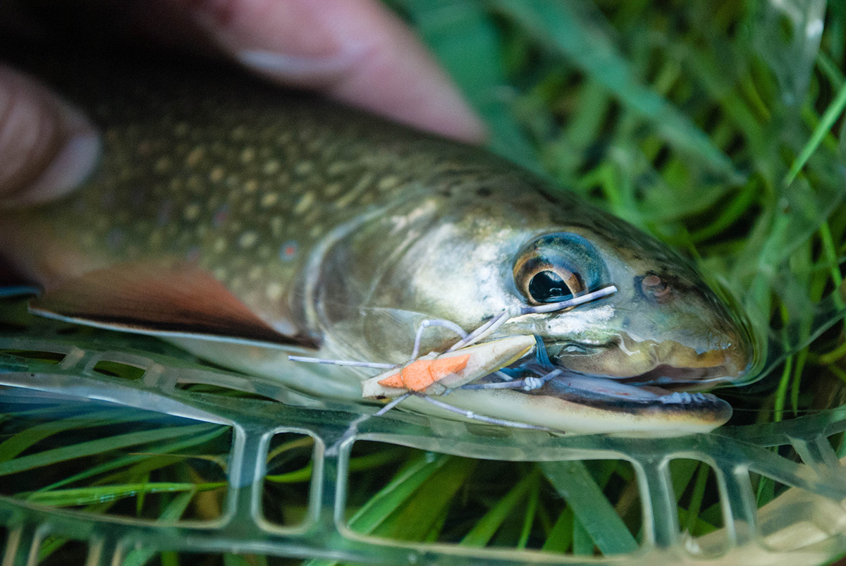An image of a caught fish with a dry fly fishing insect in it's mouth; this insect resembles a grasshopper.