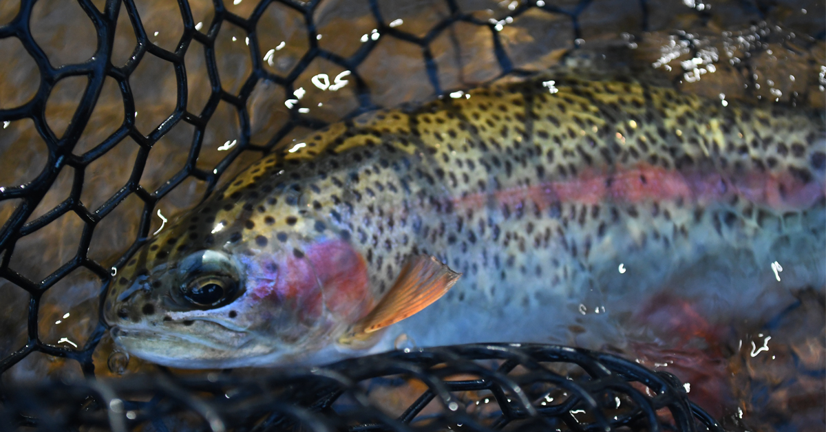 Safe Practices for Summer Trout Fishing