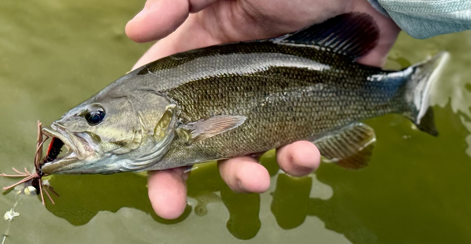 A photo of a smallmouth bass fish being held up out of the water with a fly in its mouth.