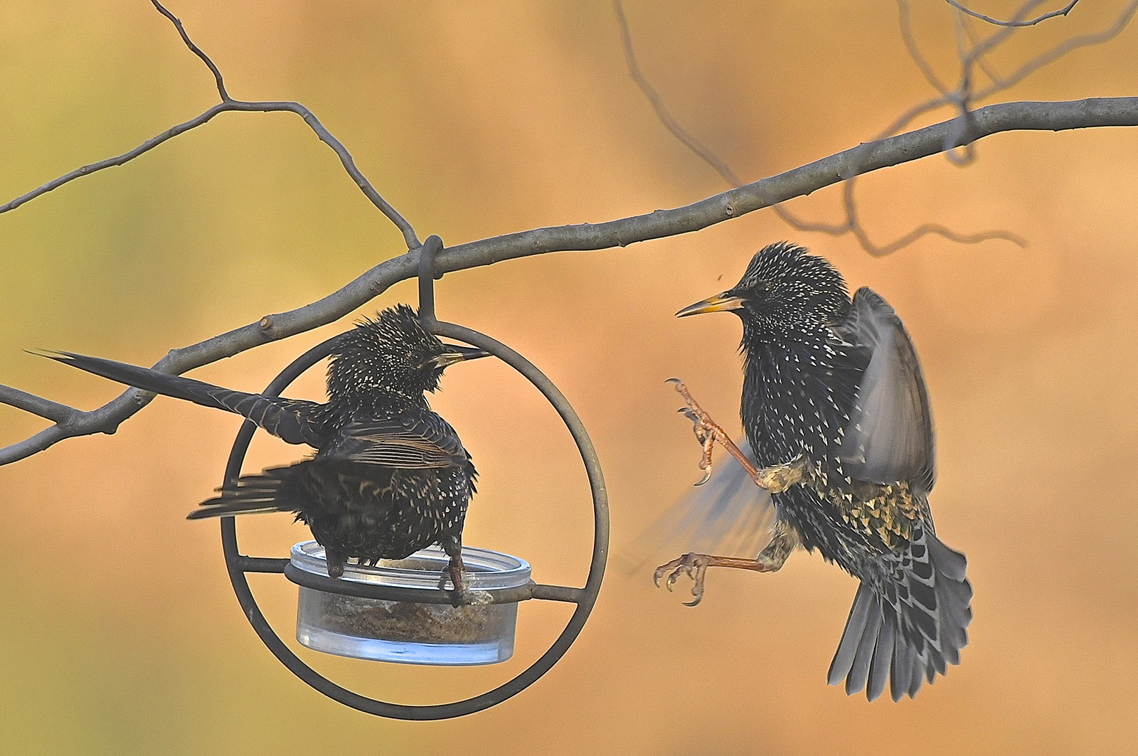 An image of two European starlings at a feeder