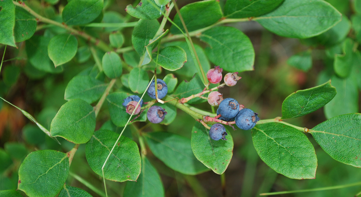 An image of wild blueberries on a bush; they un-ripe ones are pink and small; the leaves are rounded and oval shaped.