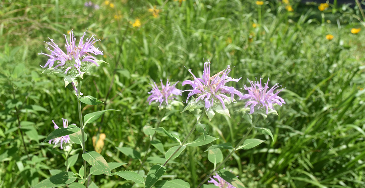An image of wild bergamot or bee balm; it is purple with small spiky petals.