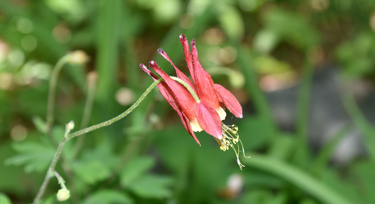 An image of wild columbine; this flower is popular with hummingbirds and is red with a yellow interior.