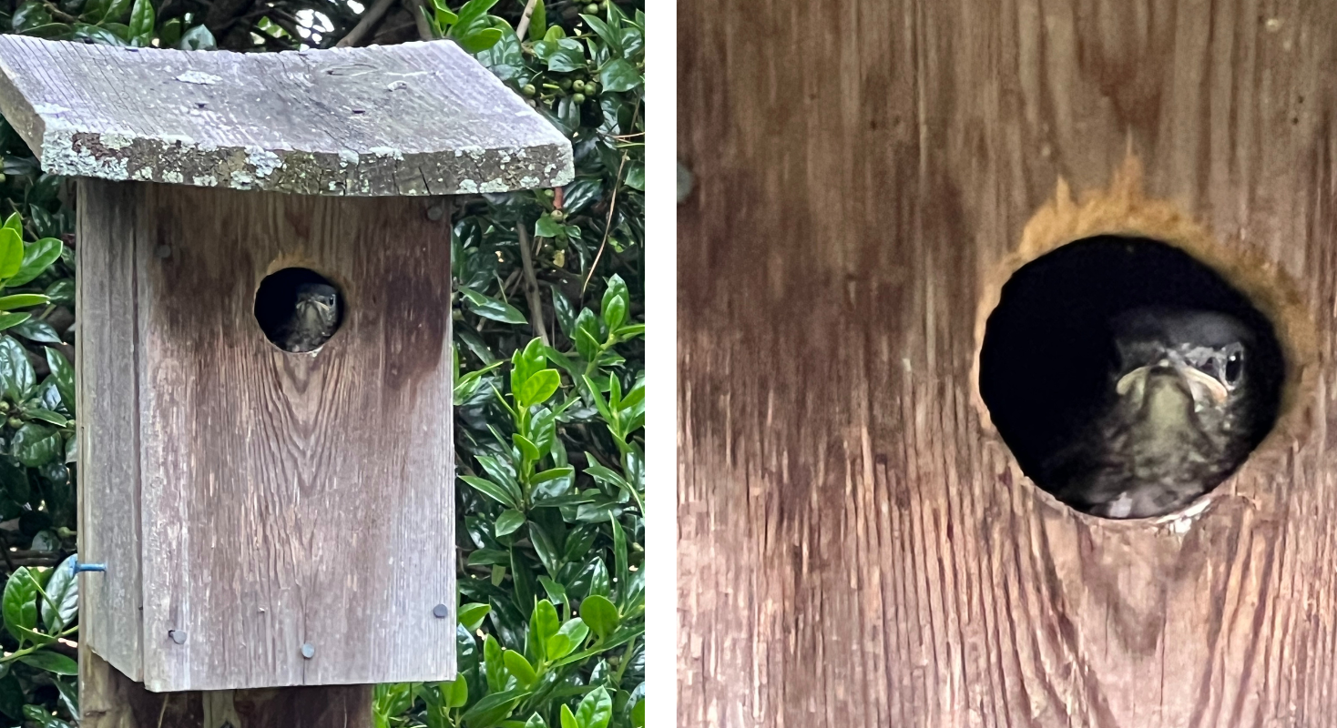 Eastern bluebird fledglings in a nest box