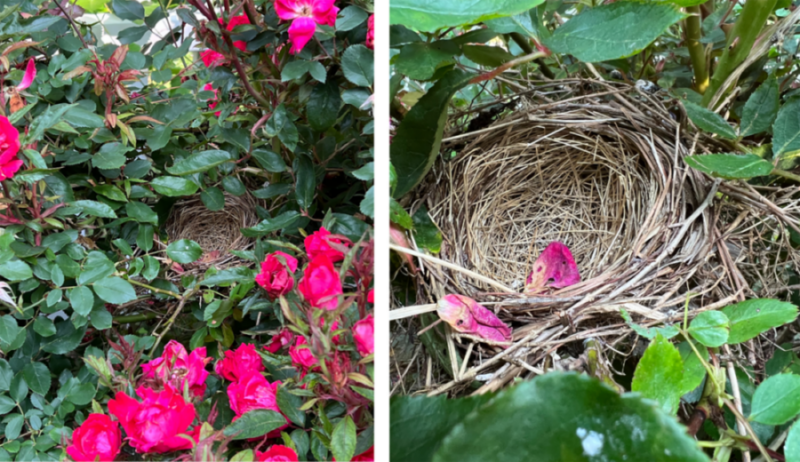 An image of a cardinal nest in a rose bush 