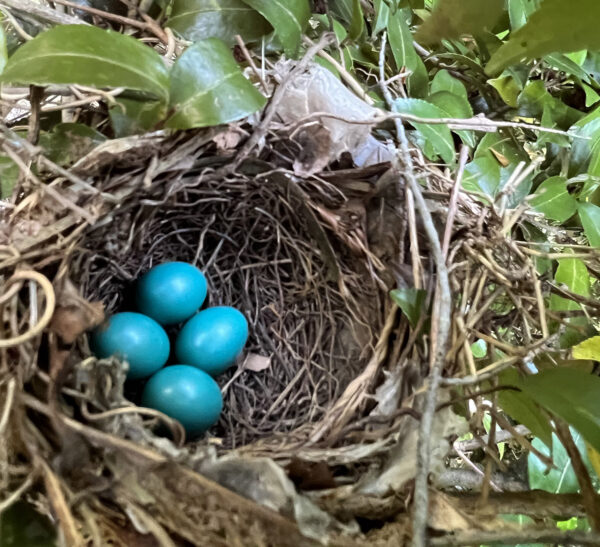 Robin eggs with their typical bright blue coloring in a nest hidden within a shrub
