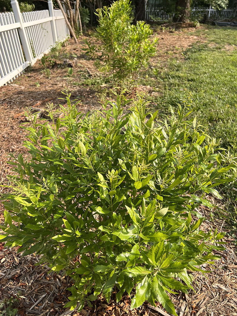 A future native evergreen hedge of native wax myrtle.