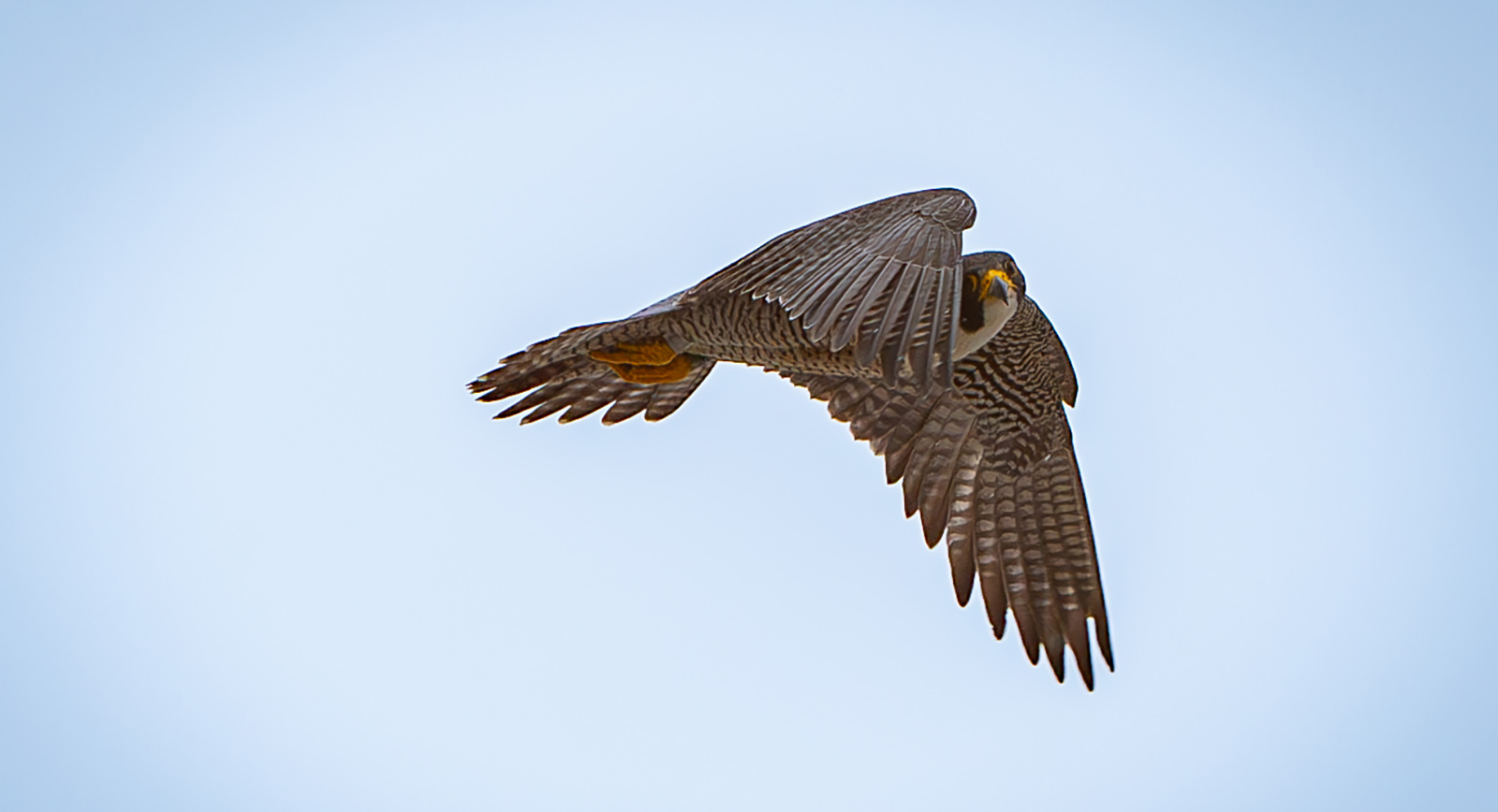 A photo of an adult peregrine falcon flying in the air with head turned to the camera.