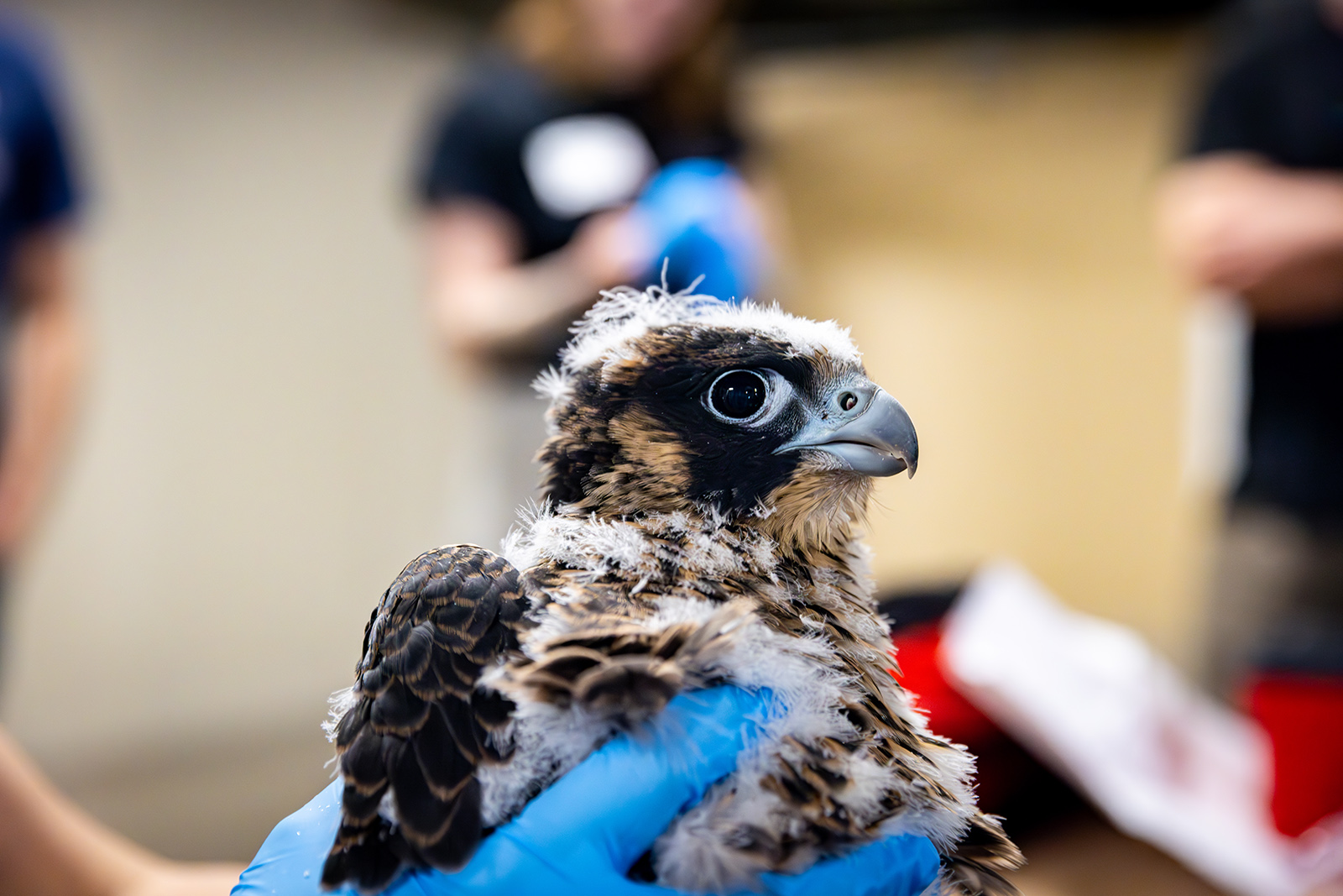A close-up photo of a peregrine falcon chick's head with gloved hands gripping its body.