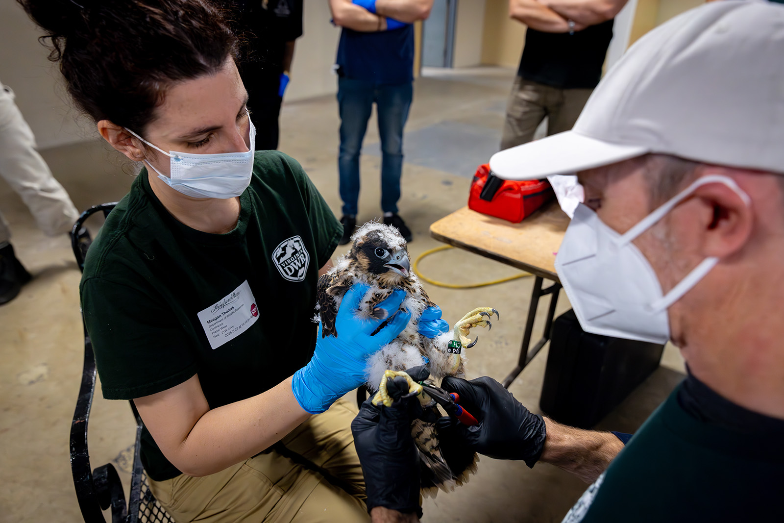 A photo of a woman holding a peregrine falcon chick as a man secures a metal band to its leg.