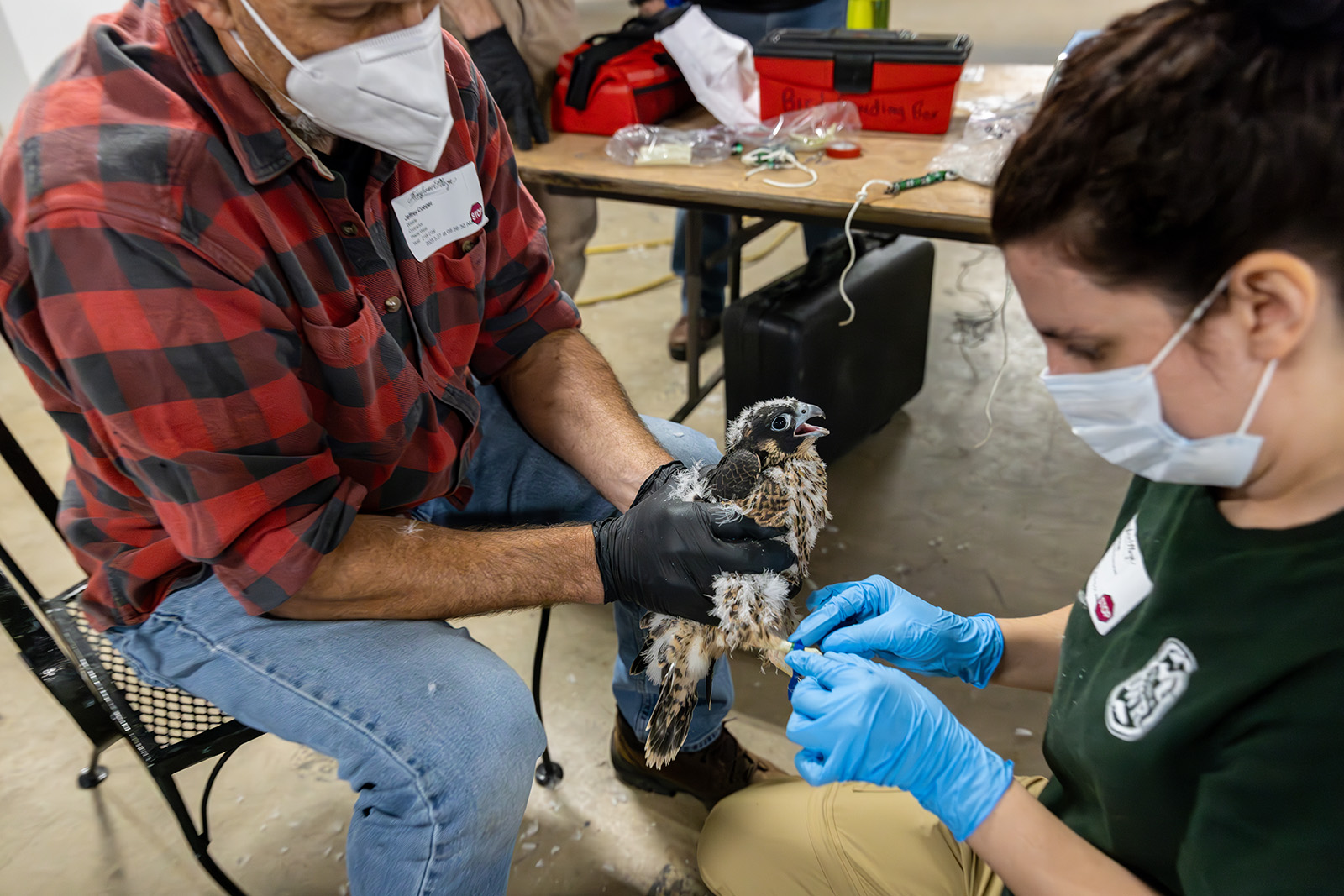 A photo of a woman putting a blue piece of tape onto the leg of a peregrine falcon chick held by a man.