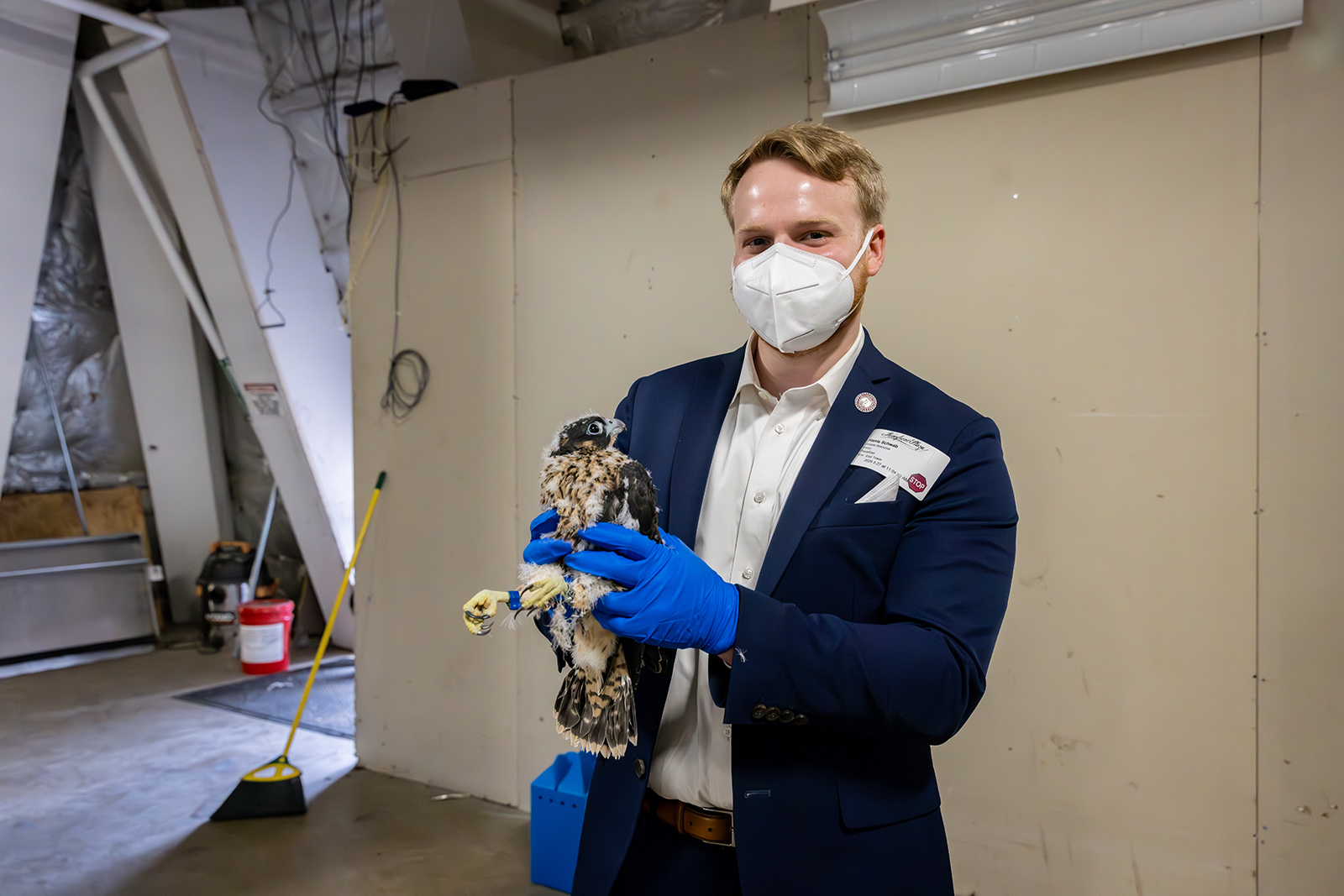 A photo of a man holding a peregrine falcon chick.