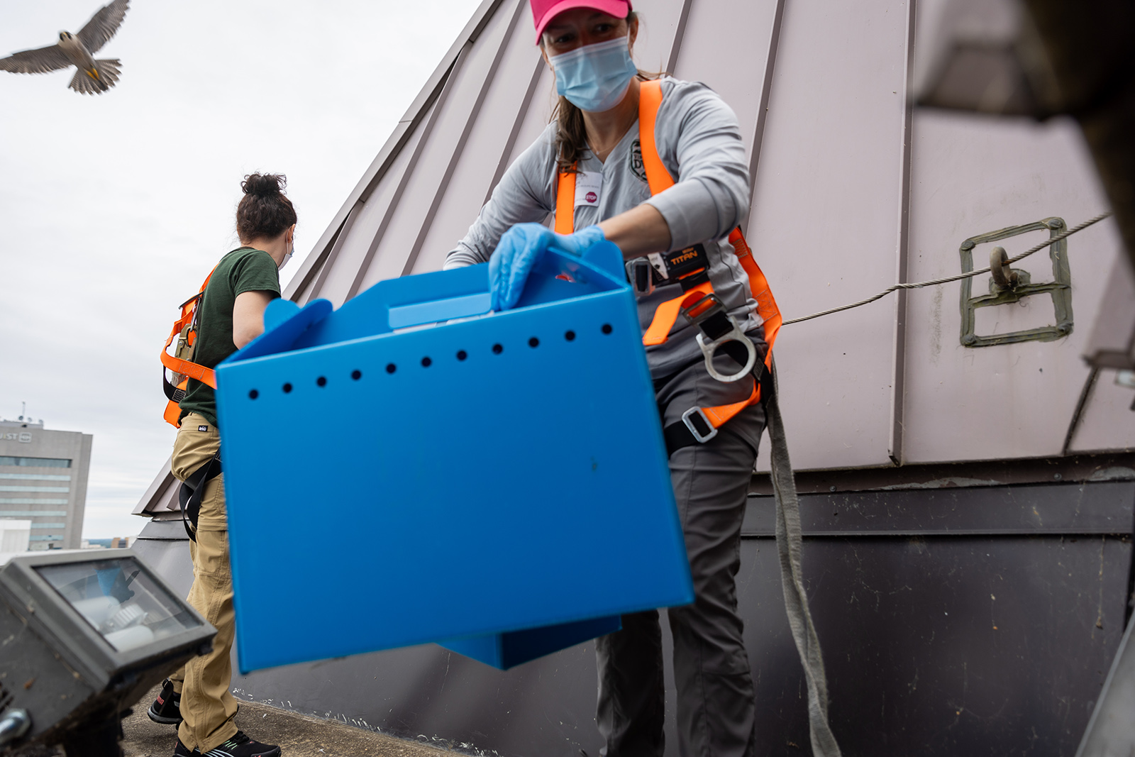 A photo of a woman holding a large blue box with handles and holes on the roof of a building with an adult peregrine falcon flying in the air in the background.