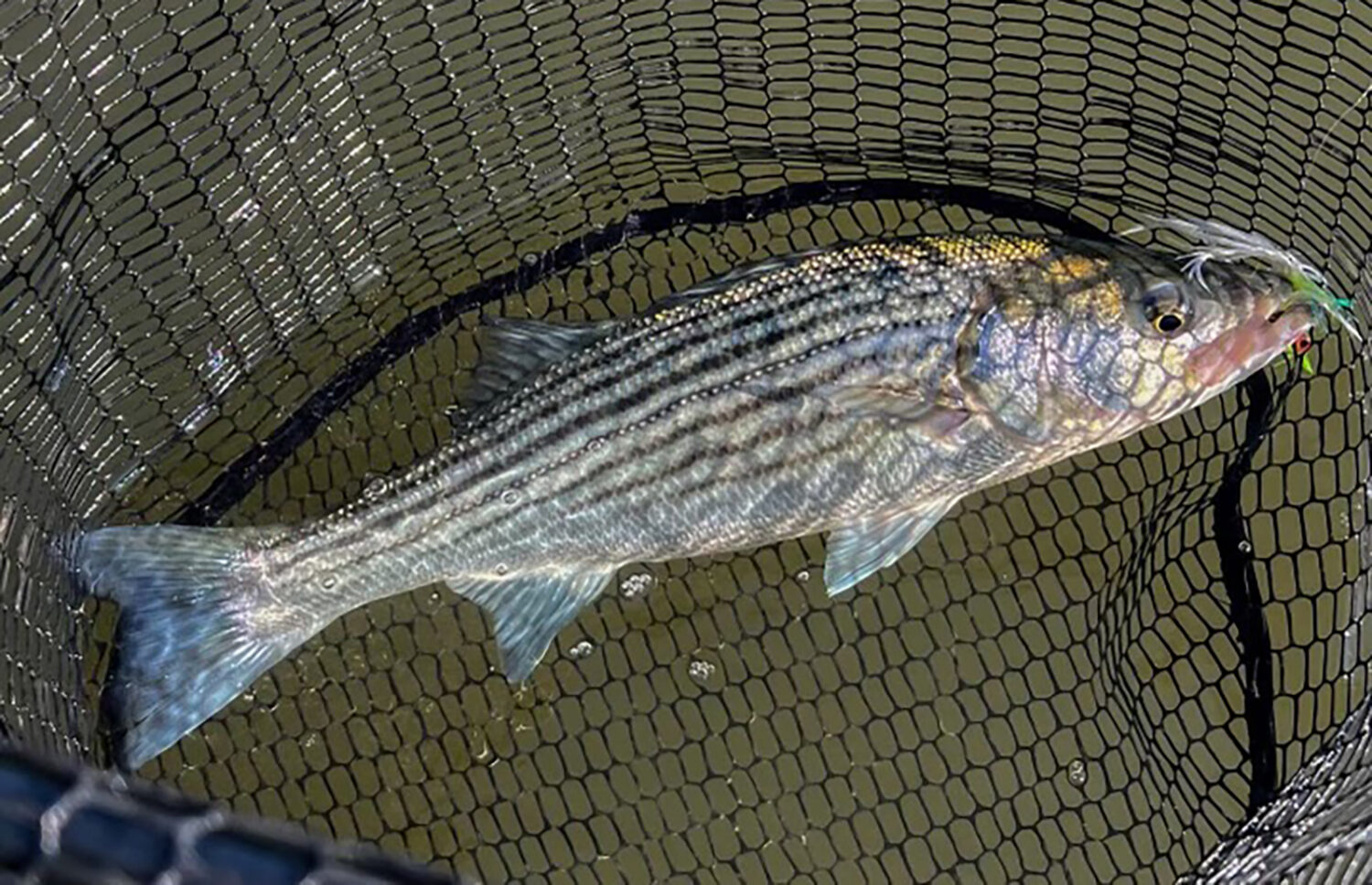 Catch and Release Best Practices to Conserve Striped Bass
