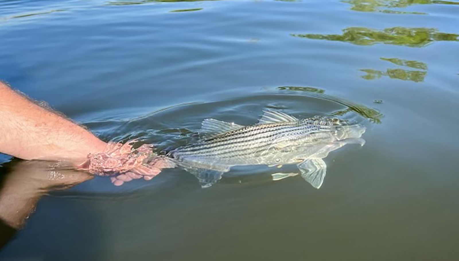 An image of a striped bass being released into the water