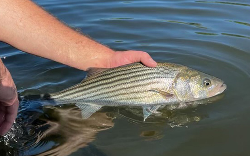Catch and Release Best Practices to Conserve Striped Bass Virginia DWR