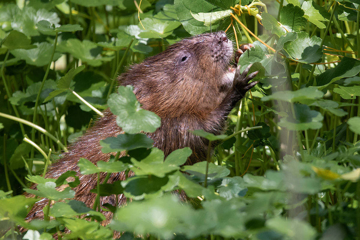 An image of a muskrat eating leaves