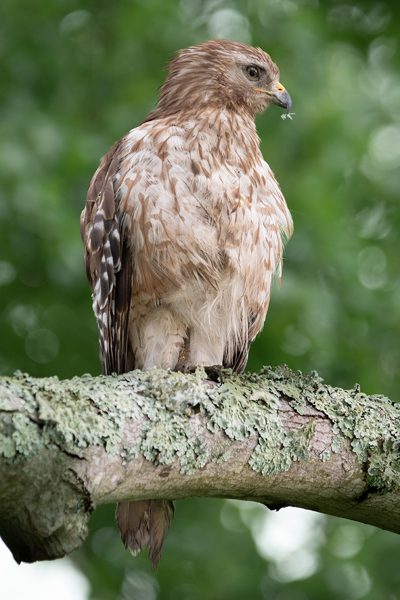 An image of a red-shouldered hawk on a branch
