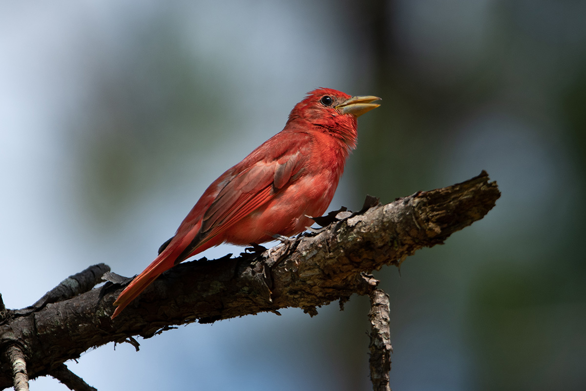 A male summer tanager on a branch