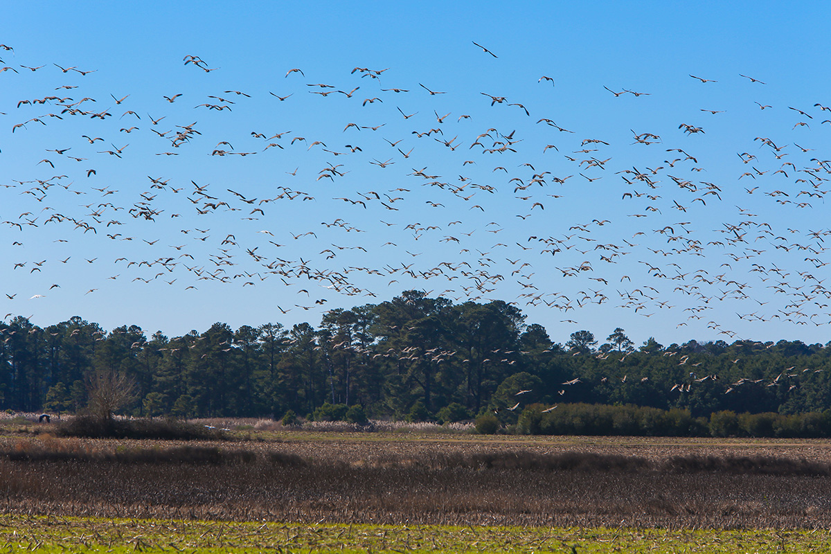 An image of a flock of seabirds over Hog Island WMA