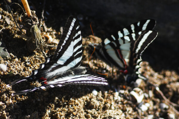 Explore an Extremely Diverse Wild on the Clinch River from Clinchport ...