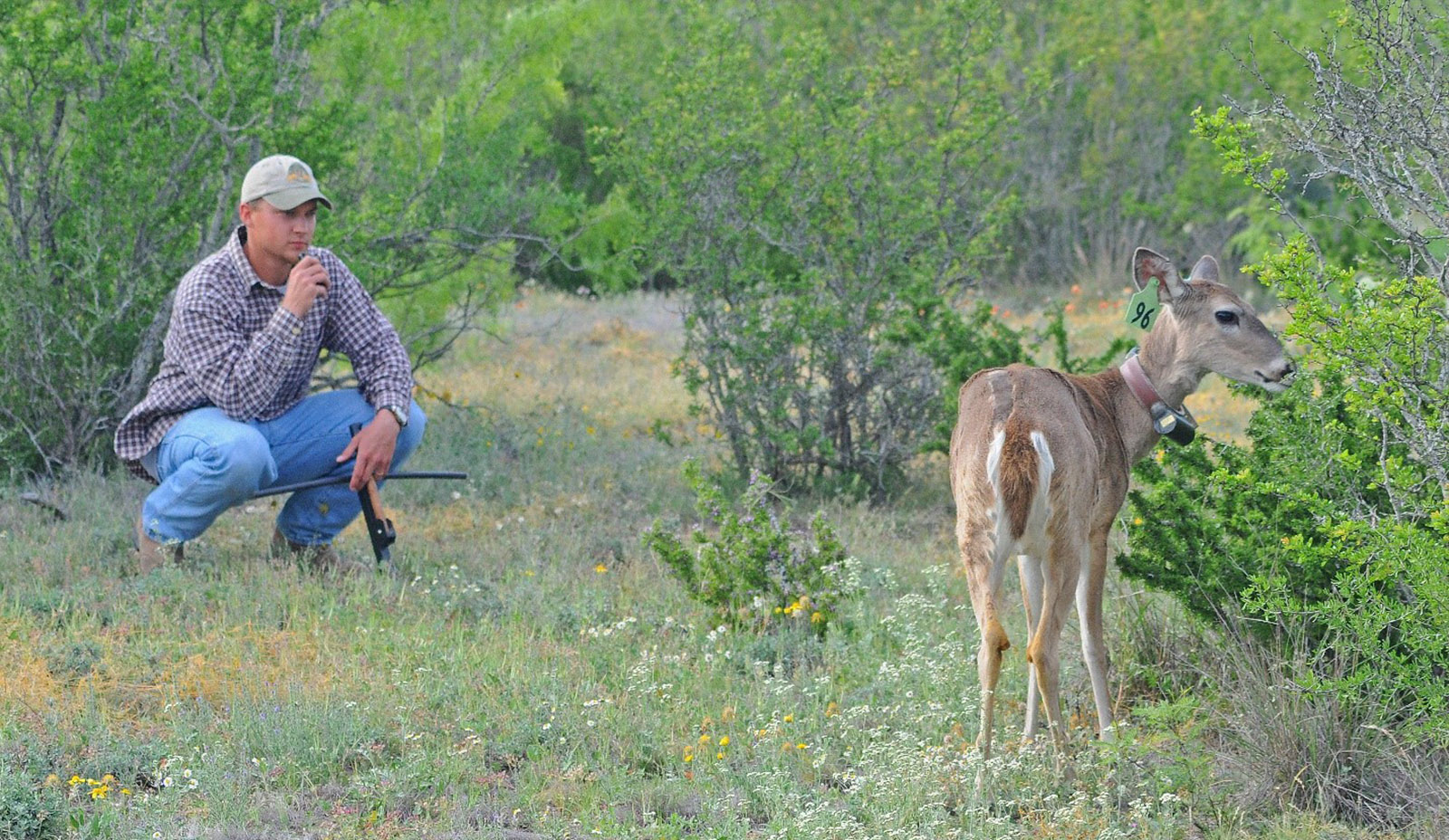 An image of an graduate student watching a nearby deer with a radio collar