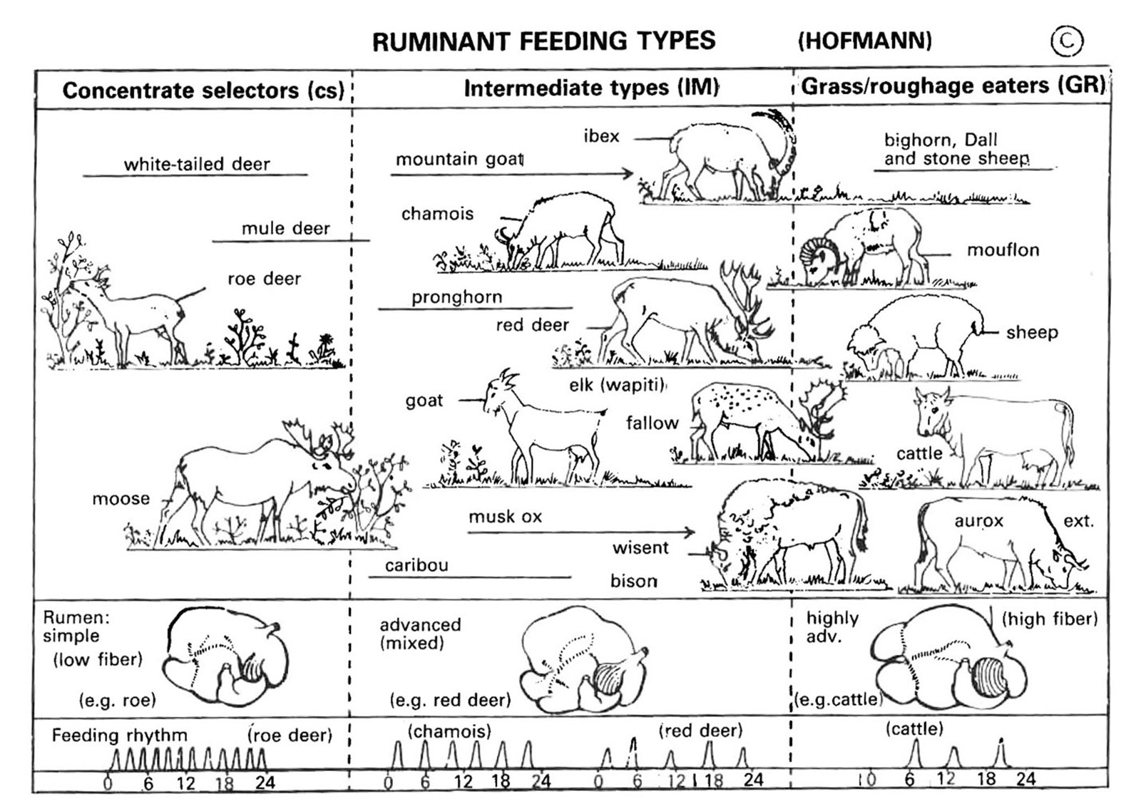 An chart of Ruminant feeding types; White tailed, mule, roe, and moose are concentrate selectors with a simple rumen. Ibex, mountain goat, pronghorn, elk, goat, fallow, musk ox, caribou, wisent and bison have an advanced mixed rumen and are intermediate types. And finally mouflon, sheep, and cattle have highly advanced rumen and are roughage eaters that consume primarily grass.